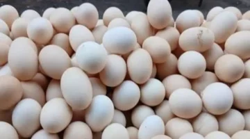 سعر طبق البيض في القليوبية السبت 29 نوفمبر 2025 يصل إلى 122 جنيهاً